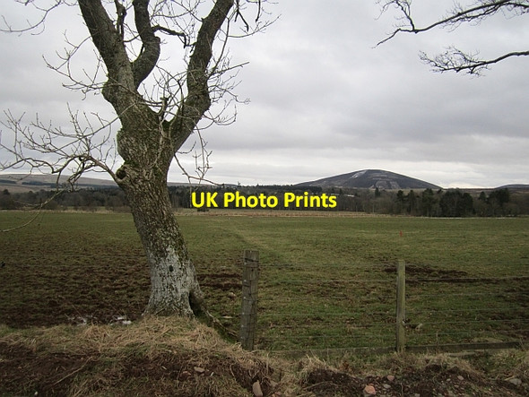 Photo 6"x4" Ash, Muirton Longformacus c2013