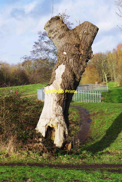 Photo 6"x4" Heavily pruned tree in Springfield Park, Kidderminster Kidderminster c2013