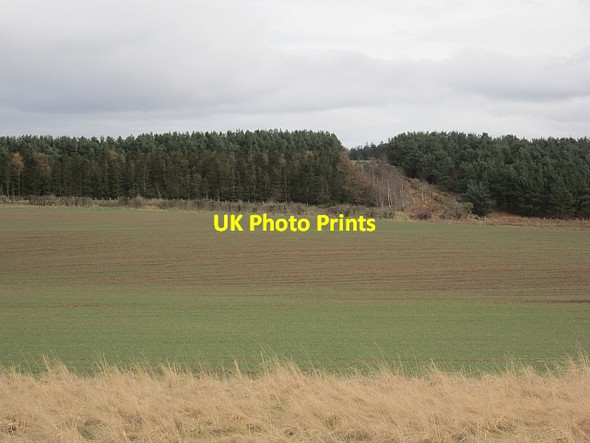 Photo 6"x4" Woodland, Duddo Duddo c2013