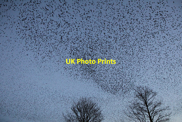 Photo 6"x4" A murmuration of starlings at Gretna Gretna c2012
