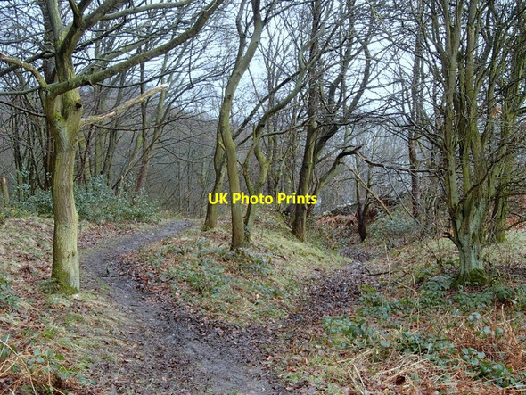 Photo 6"x4" Path through trees Darley Hillside c2013