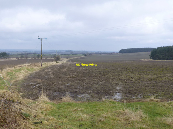 Photo 6"x4" Electricity poles follow the fence line Longhorsley c2013