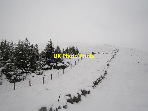 Photo 6"x4" Woodland, Muckle Knowe Menzion c2013 P1