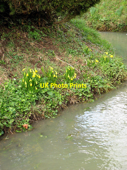 Photo 6"x4" Daffodils by The Laurels, Mundham Loddon Ingloss c2013