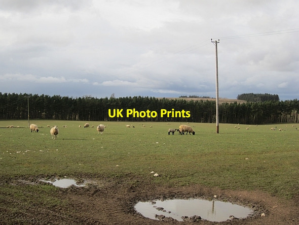 Photo 6"x4" Ewes and lambs, Berryhill Etal c2013