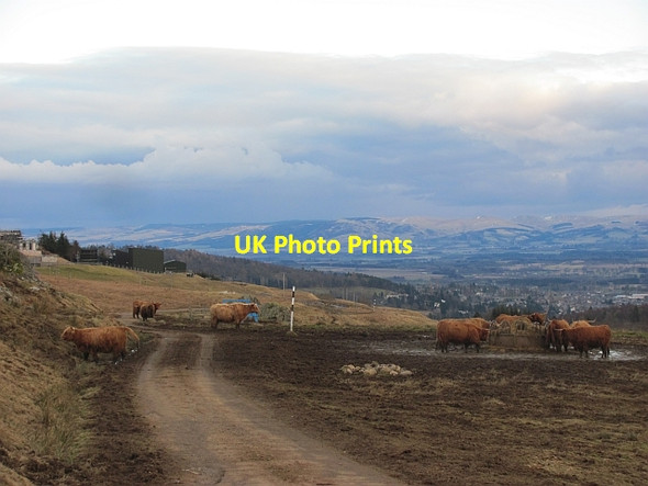 Photo 6"x4" Cattle, Glen Turret Ochtertyre\/NN8323 c2013