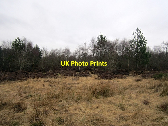 Photo 6"x4" Gordon Community Woodland Gordon\/NT6443 c2013