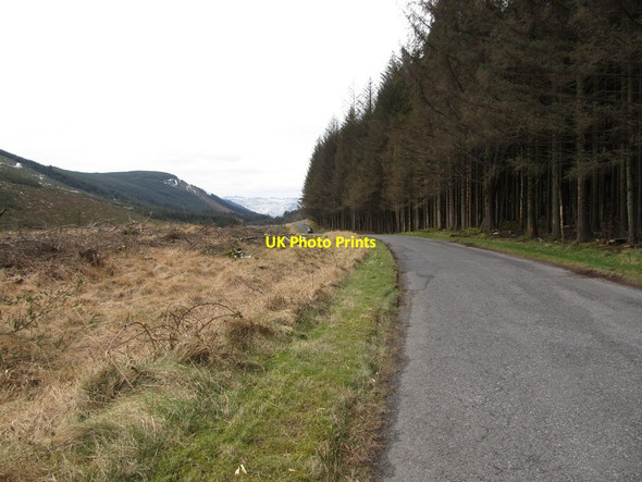 Photo 6"x4" Cut-over forest east of Sandbank Road Hilltown\/J2128 c2013