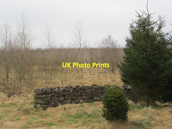Photo 6"x4" Dyke, Gordon Community Woodland Gordon\/NT6443 c2013