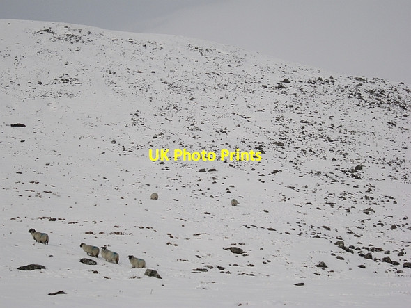 Photo 6"x4" Sheep beneath Fans Law Talla Linnfoots c2013