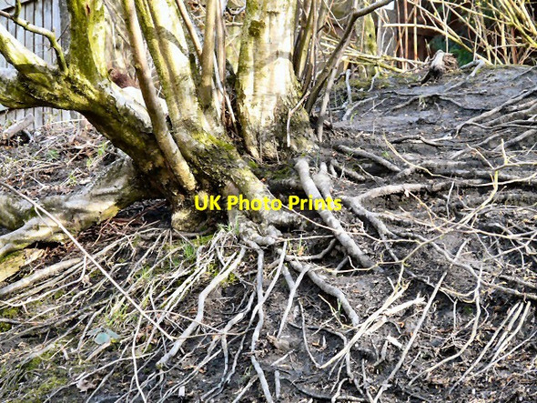 Photo 6"x4" Tree roots Hyde\/SJ9494 c2013
