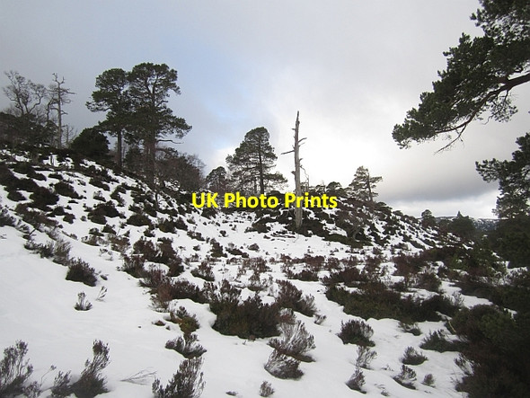 Photo 6"x4" Ballochbuie Forest Garbh Allt Shiel c2013