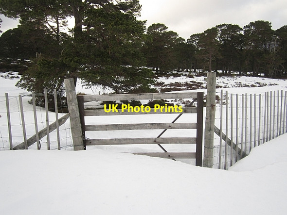 Photo 6"x4" Gate, Ballochbuie Forest Garbh Allt Shiel c2013