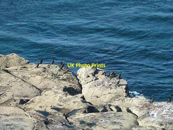 Photo 6"x4" Shags at Caliach Point Calgary c2013