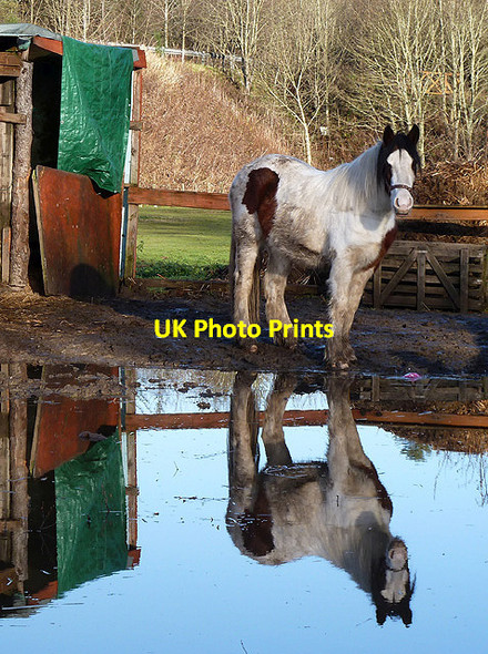 Photo 6"x4" Reflections in a horse field Selkirk c2012