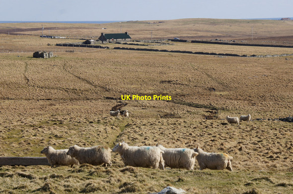 Photo 6"x4" Sheep at Mailand, Uyeasound Mailand c2013