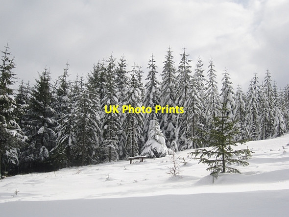 Photo 6"x4" Snowladen trees, Minchmoor West Bold c2013