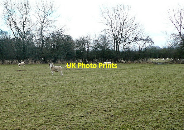 Photo 6"x4" Sheep by the footpath Kidlington c2013