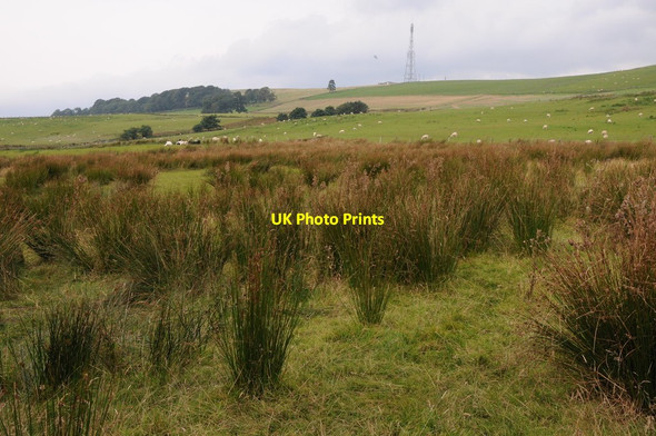 Photo 6"x4" Rough grazing below Rhiw Gwraidd Llanfihangel-helygen c2012