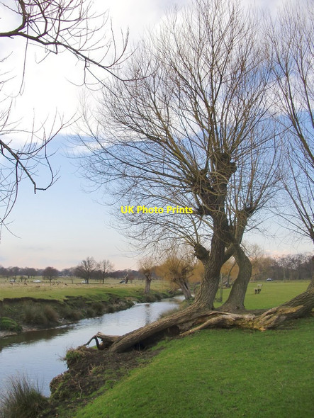 Photo 6"x4" Pollard willows by Beverley Brook, March 2013 (2) Putney c2013