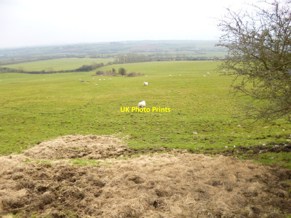 Photo 6"x4" Portesham, sheep grazing Coryates c2013
