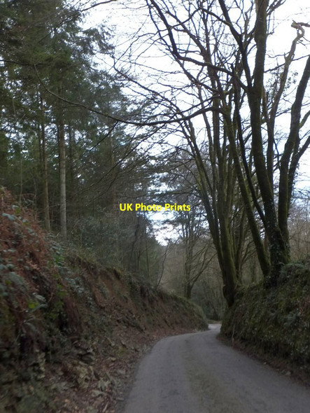 Photo 6"x4" Hendra Plantation Fletchersbridge c2013