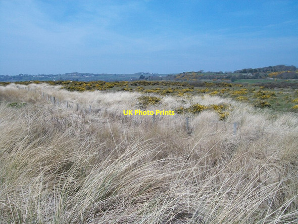 Photo 6"x4" Gorse bushes on the rear dunes at Morfa Abererch Abererch c2008