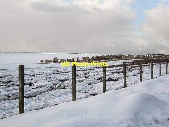 Photo 6"x4" Sheep, Ecclaw Hill Cockburnspath c2013