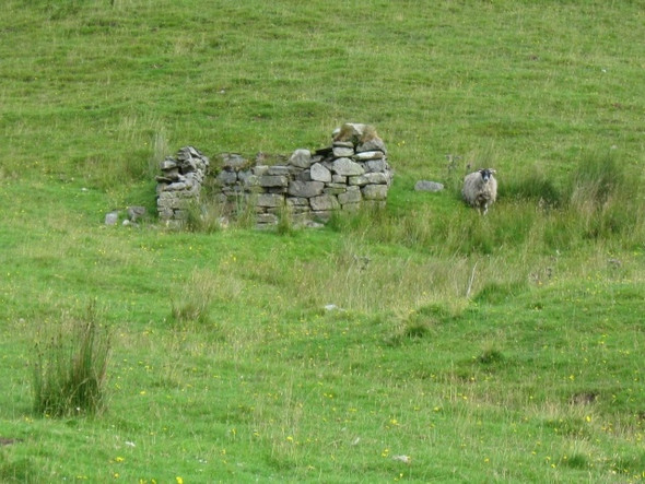 Photo 6"x4" Wee bothy (?) and sheep guardian, Glen Turret River Turret c2008