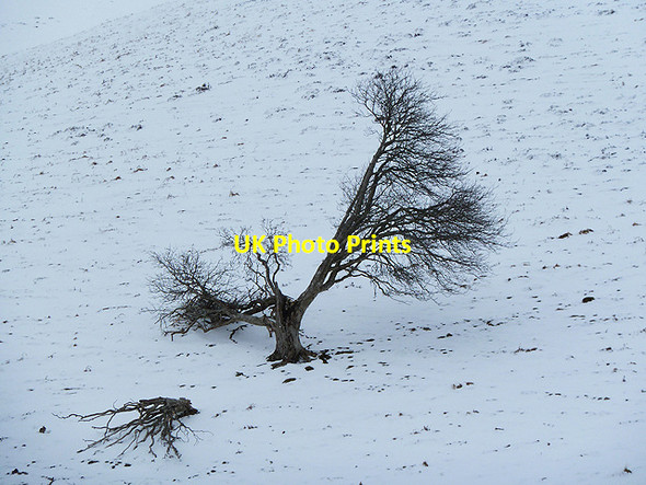 Photo 6"x4" Broken limbs Yarrow\/NT3527 c2013