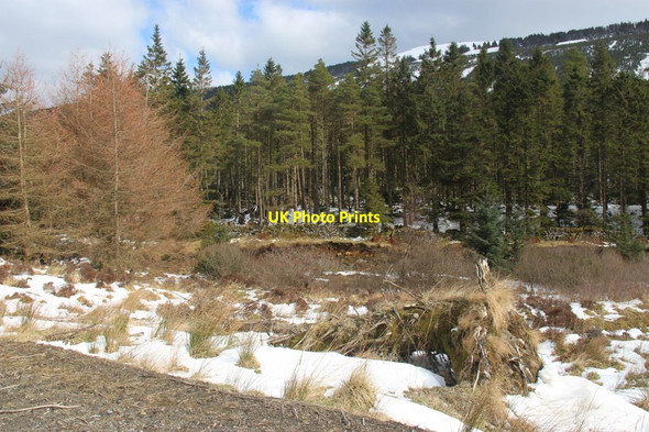 Photo 6"x4" Forest in Glen Fyne Inverchaolain c2013