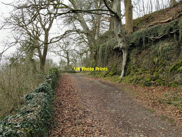 Photo 6"x4" Lane in Dinefwr Park Llandeilo c2013