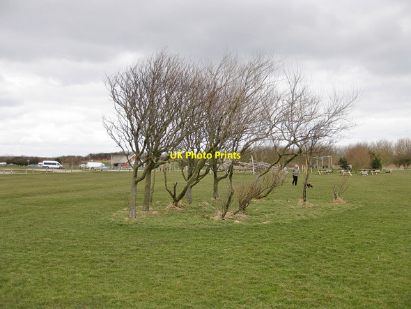 Photo 6"x4" Small, windswet copse Filey c2013