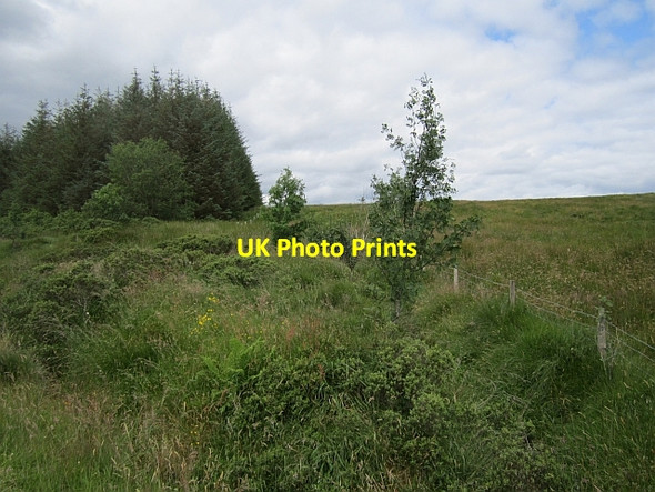 Photo 6"x4" Woodland edge Ballymacavany c2012