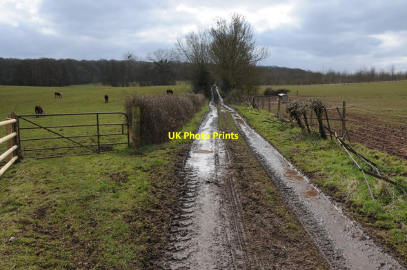 Photo 6"x4" Track and footpath Dodmarsh c2013