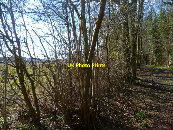 Photo 6"x4" Bridleway approaching Hampage Farm Avington\/SU5332 c2013