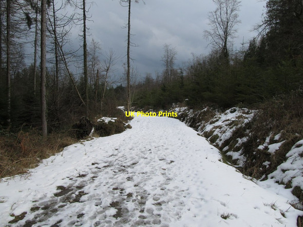 Photo 6"x4" Snow covered forest track above Parnell's Bridge Kilcoo c2013