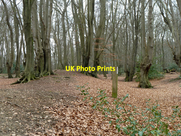 Photo 6"x4" Bank and ditch, Loughton Camp Loughton\/TQ4396 c2013