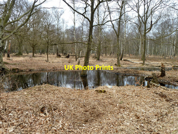 Photo 6"x4" Small pond, Epping Forest Debden Green\/TQ4398 c2013