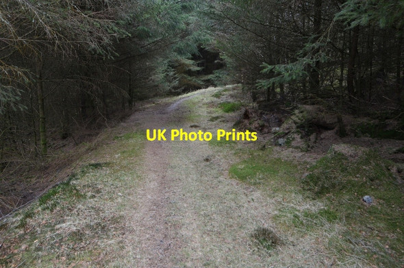 Photo 6"x4" Ystrad Einion Tramway Coed y Garth c2013