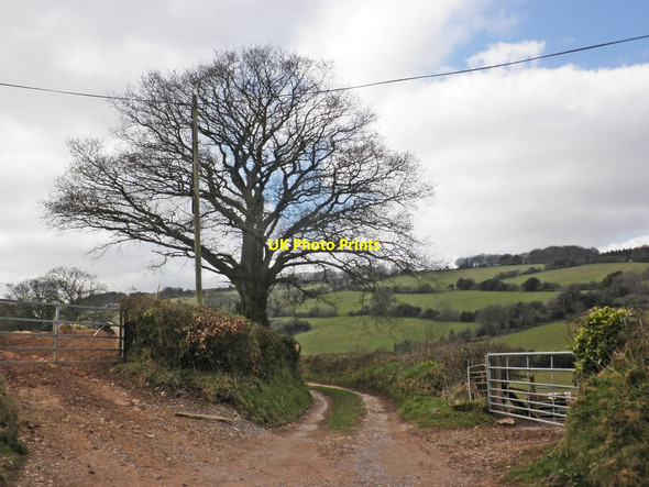 Photo 6"x4" Lane to Northcombe Farm Rook's Nest\/ST0833 c2013