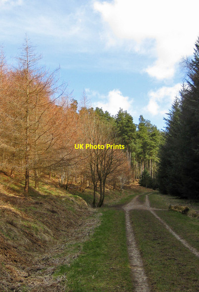 Photo 6"x4" Forest track, Seive Dale Low Dalby c2013