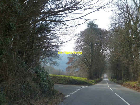 Photo 6"x4" Tree-lined road south of Lewtrenchard Cross Roads\/SX4586 c2013