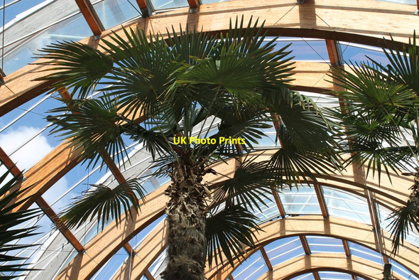 Photo 6"x4" Winter Gardens, Sheffield Sheffield\/SK3587 c2013 P1