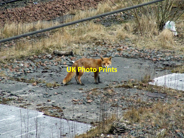 Photo 6"x4" Urban fox Dalmarnock\/NS6162 c2013