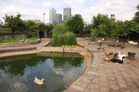 Photo 6"x4" Duck pond in Surrey Docks Farm Poplar\/TQ3780 c2012