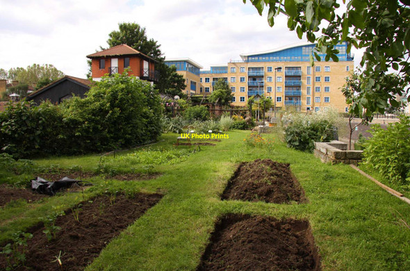 Photo 6"x4" Vegetable plots in Surrey Docks Farm Poplar\/TQ3780 c2012