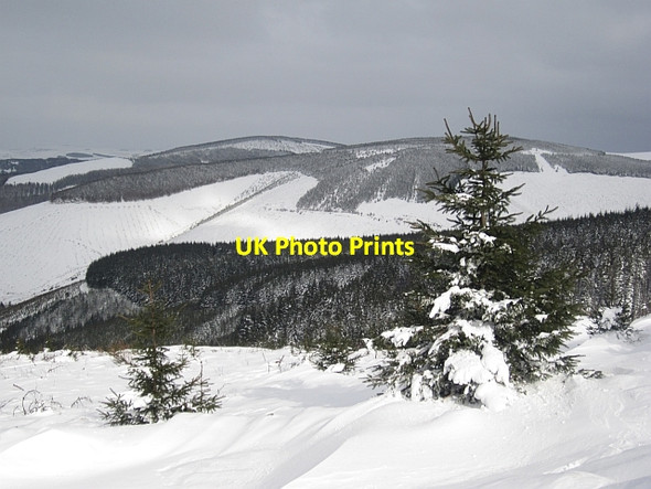 Photo 6"x4" Elibank and Traquair Forest West Bold c2013
