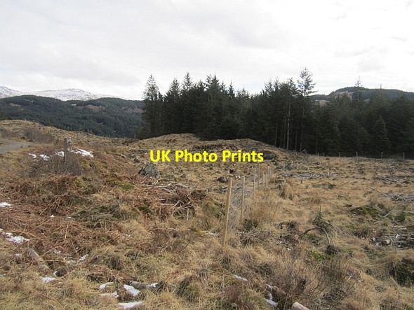 Photo 6"x4" Replanted woodland, Glen Loin Inveruglas c2013