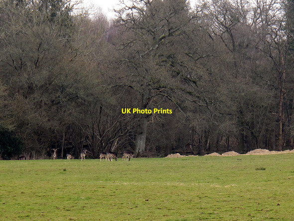 Photo 6"x4" Deer next to Leamland Wood Cinder Hill\/TQ3729 c2013